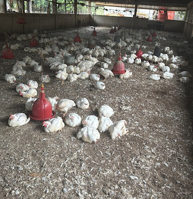 Distribuidora de pollos Espinal