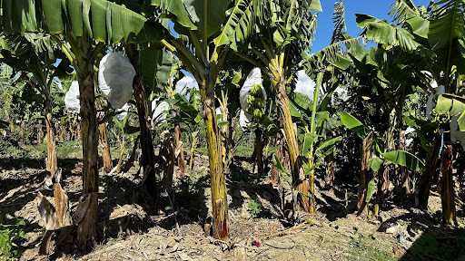 FINCA BANANERA VICTOR VINAGRE