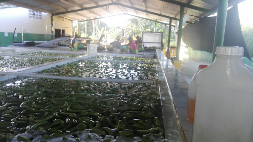 Finca La Bonita
