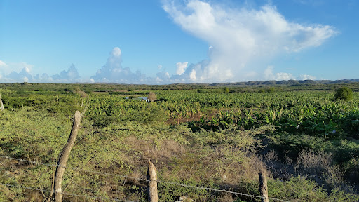 Finca de Bananos Elio Reyes