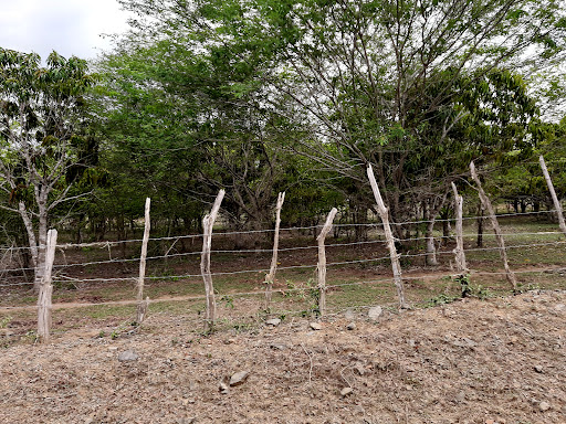 Finca de Mango injertos Mendy Diaz
