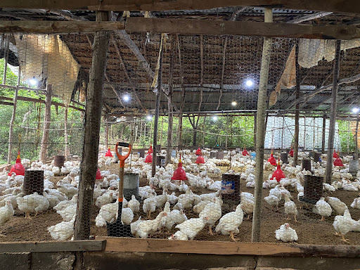 Productora de Pollo