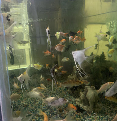 Veterinaria Leclerc